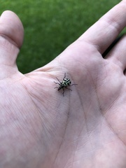 Astylus atromaculatus