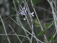 Syringa oblata