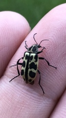 Astylus atromaculatus