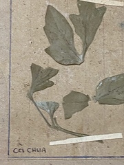 Solanum lycopersicum