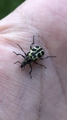 Astylus atromaculatus