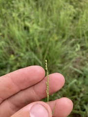 Dichanthelium neuranthum