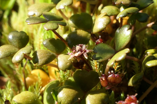 Hydrocotyle sulcata C.J.Webb & P.N.Johnson