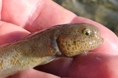 Gobiomorphus breviceps