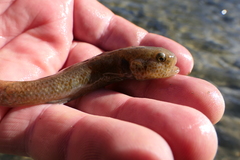 Gobiomorphus breviceps