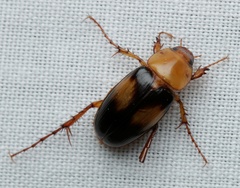 Phyllotocus bimaculatus