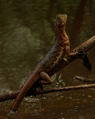 Uranoscodon superciliosus