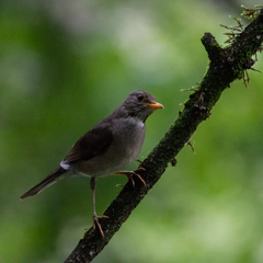 Turdus subalaris