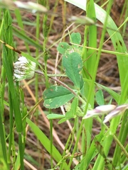 Trifolium microdon