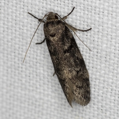 Palimmeces hemiphanes