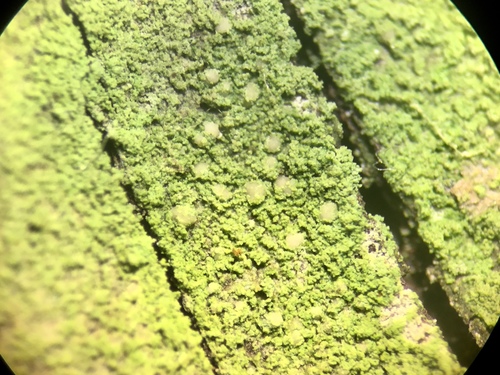 Representative image of Micarea micrococca