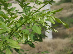 Dalbergia hupeana