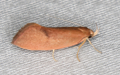 Delexocha ochrocausta