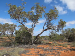 Eucalyptus canescens canescens