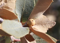 Andricus coconinoensis