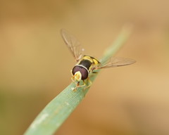 Simosyrphus grandicornis