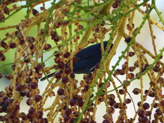 Euneornis campestris