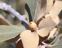 Andricus coconinoensis