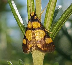Deuterarcha xanthomela