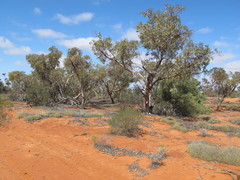 Eucalyptus canescens canescens