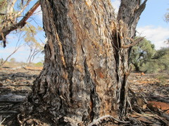 Eucalyptus canescens canescens