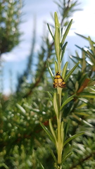 Deuterarcha xanthomela