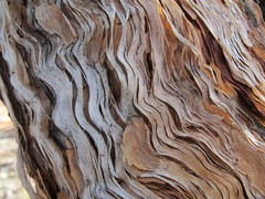 Eucalyptus canescens canescens