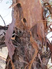Eucalyptus canescens canescens