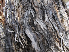 Eucalyptus canescens canescens