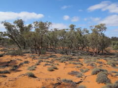 Eucalyptus canescens canescens