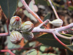 Eucalyptus canescens canescens