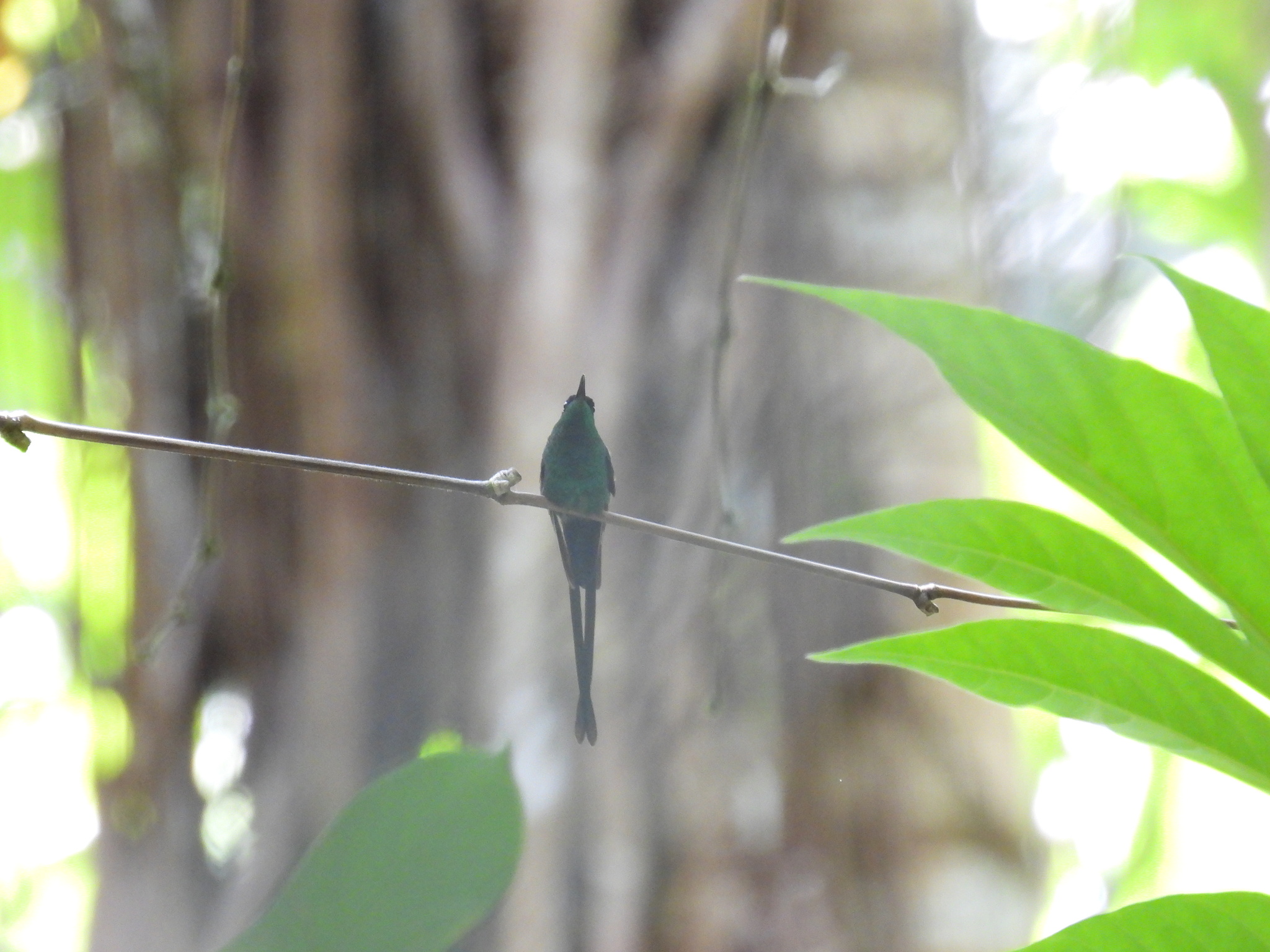 Black-billed Streamertail (Trochilus scitulus), photo 7