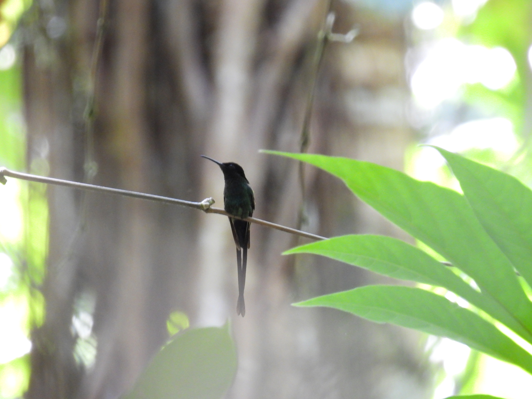 Black-billed Streamertail (Trochilus scitulus), photo 8
