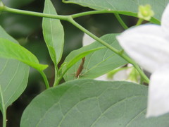 Glaphyristis marmarea