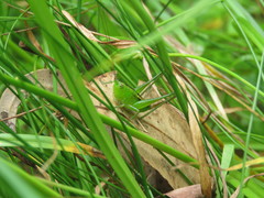 Conocephalus semivittatus