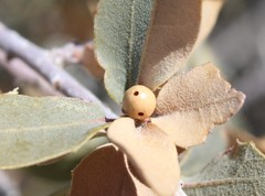 Andricus coconinoensis