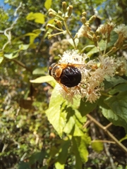 Copestylum abdominale