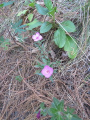 Oenothera deserticola