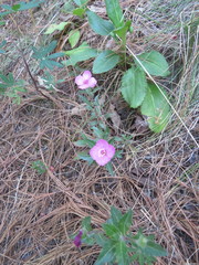Oenothera deserticola