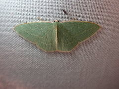 Chlorocoma melocrossa