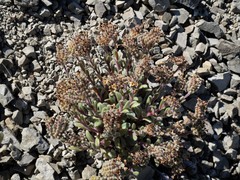 Myosotis traversii traversii