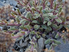 Myosotis traversii traversii