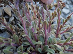 Myosotis traversii traversii