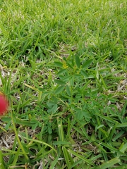 Melilotus officinalis