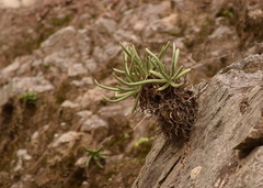 Dudleya densiflora