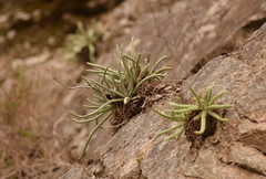 Dudleya densiflora