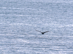 Phalacrocorax carbo image