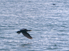 Phalacrocorax carbo image