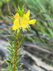 Phyllota squarrosa