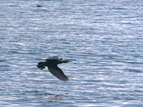 Phalacrocorax carbo image
